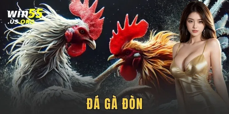 Đá gà đòn: Trận chiến kịch trần cho các cược thủ